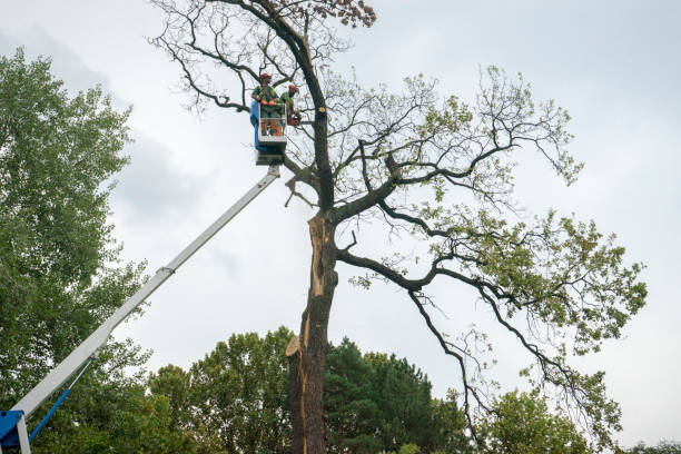 Best Palm Tree Trimming  in Milmay, NJ