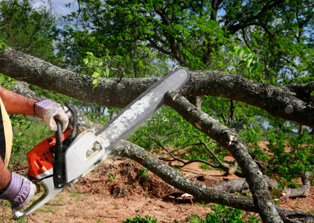 Best Hazardous Tree Removal  in Milmay, NJ